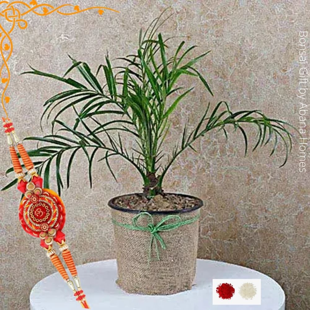 Buy Black Pine Bonsai Plant 7 Years - Abana Homes