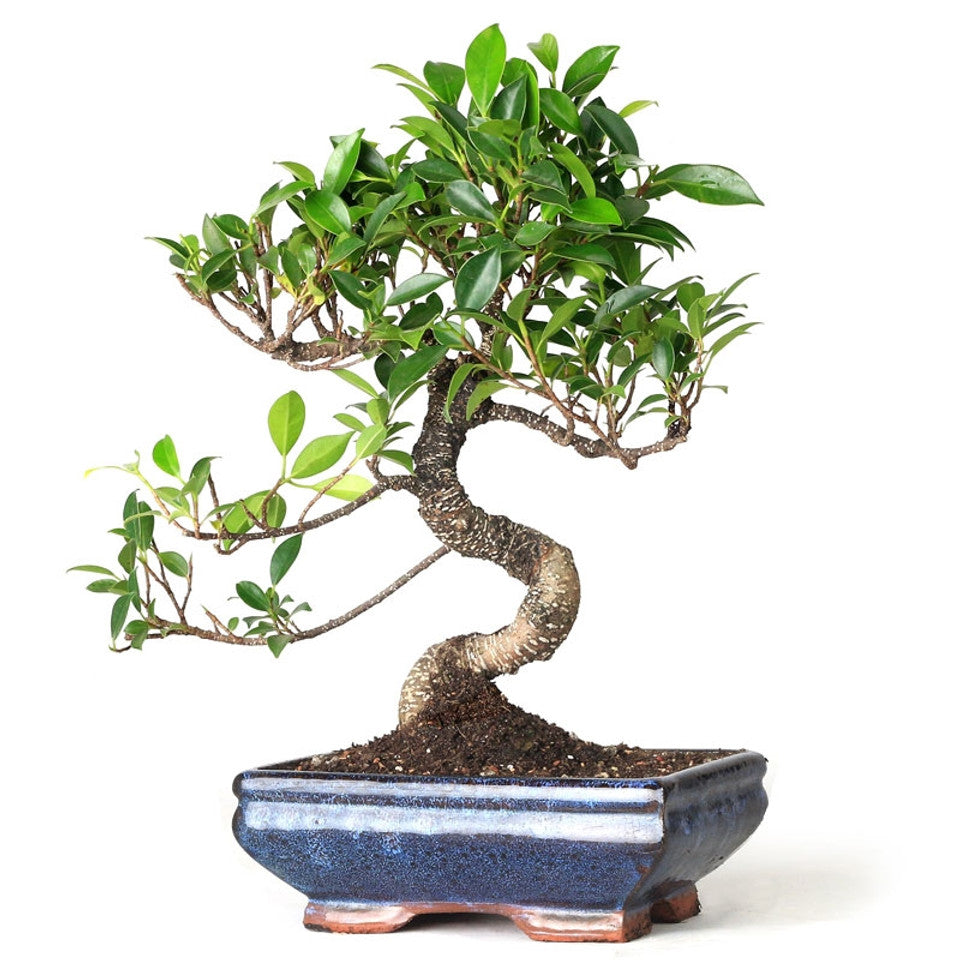 Ficus Retusa Bonsai Tree – 9 Years Old, 30 CM Tall
