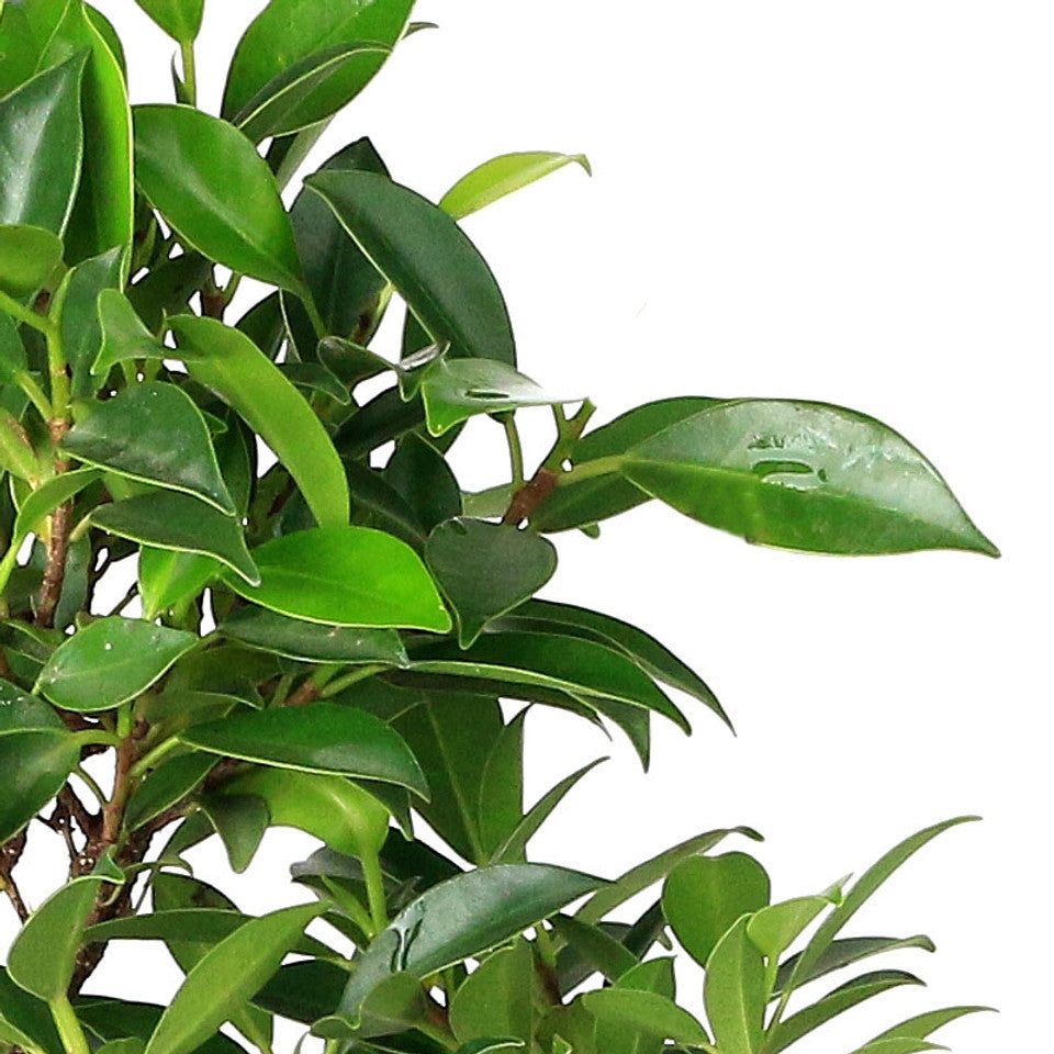 Ficus Retusa Bonsai Tree – 9 Years Old, 30 CM Tall