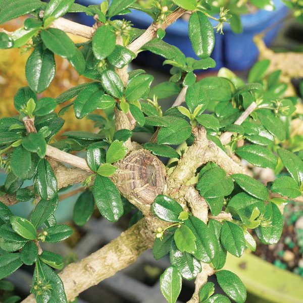 Carmona Flowering Bonsai Plant In Brown Bonsai Pot 3 Years 20 cm