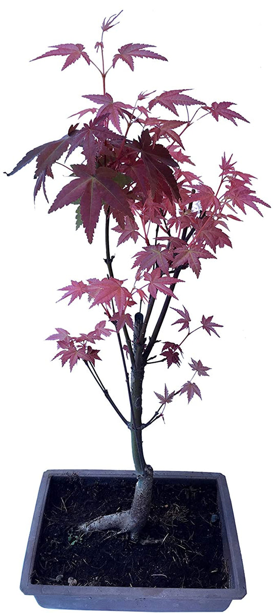 Dwarf Red Maple Bonsai Tree Japanese Maple, Acer Palamtum