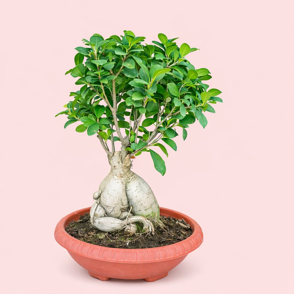 Ficus Microcarpa Bonsai Tree 8 Years 30-45 cm | Ideal for Balcony & Garden