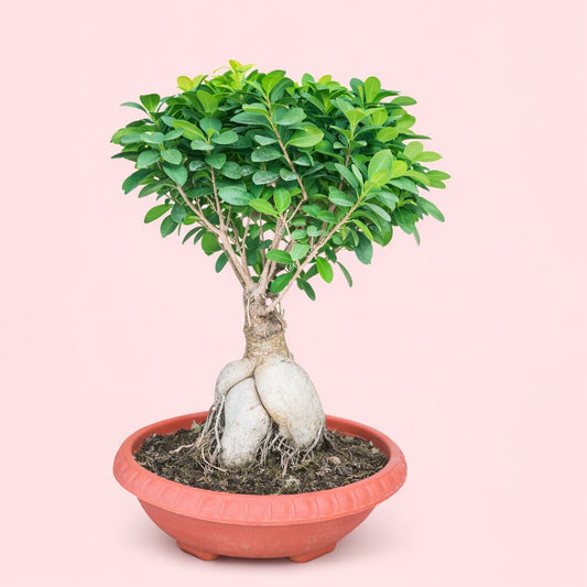 Ficus Microcarpa Bonsai Tree 8 Years 30-45 cm | Ideal for Balcony & Garden