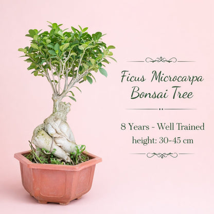 Ficus Microcarpa Bonsai Tree 8 Years 30-45 cm | Ideal for Balcony & Garden