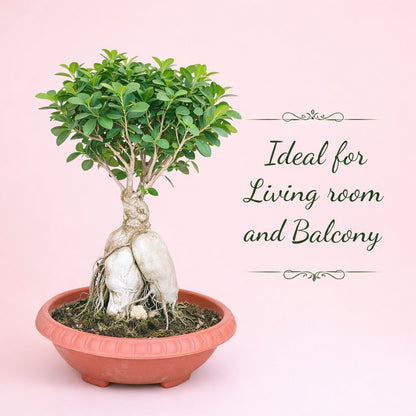 Ficus Microcarpa Bonsai Tree 8 Years 30-45 cm | Ideal for Balcony & Garden