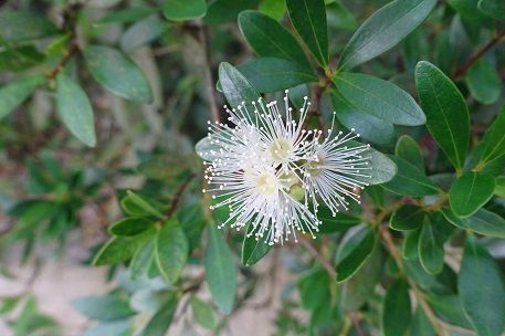 Brush Cherry Bonsai Tree in growing pot