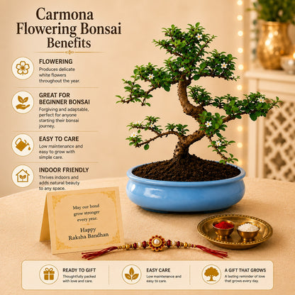 9 Year Carmona Blue Bonsai – Premium Rakhi Gift