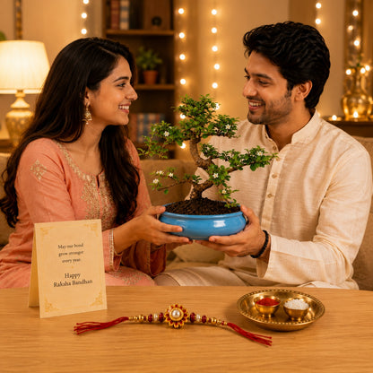 9 Year Carmona Blue Bonsai – Premium Rakhi Gift
