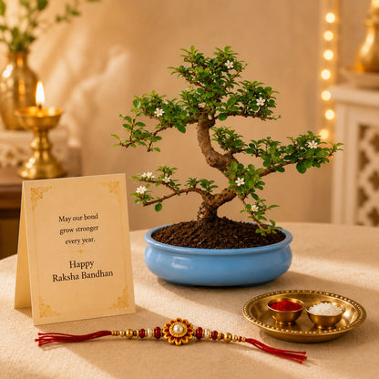 9 Year Carmona Blue Bonsai – Premium Rakhi Gift