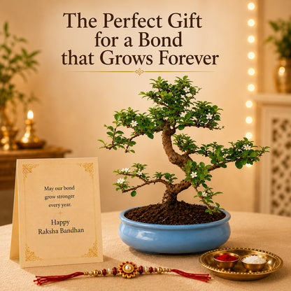 9 Year Carmona Blue Bonsai – Premium Rakhi Gift