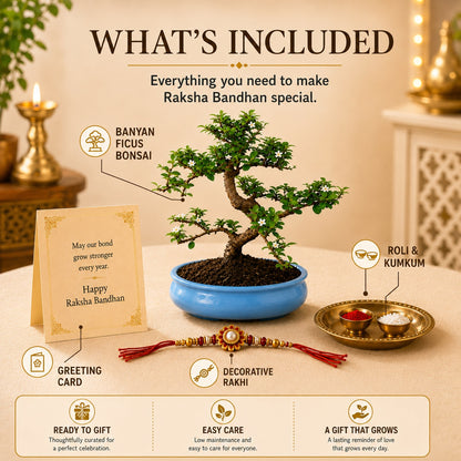 9 Year Carmona Blue Bonsai – Premium Rakhi Gift