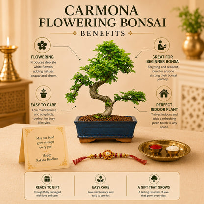 9 Year Elm Bonsai – Premium Rakhi Gift