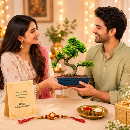 9 Year Elm Bonsai – Premium Rakhi Gift
