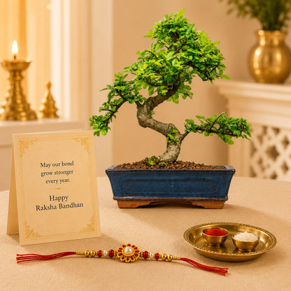 9 Year Elm Bonsai – Premium Rakhi Gift