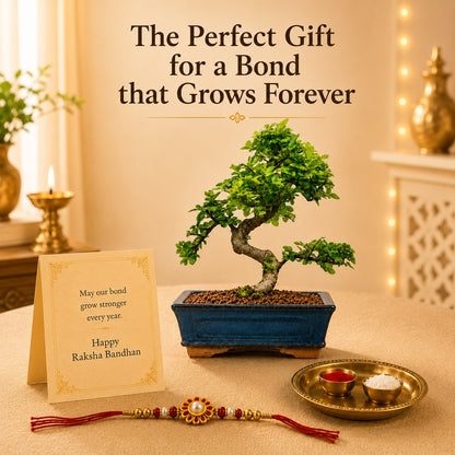 9 Year Elm Bonsai – Premium Rakhi Gift