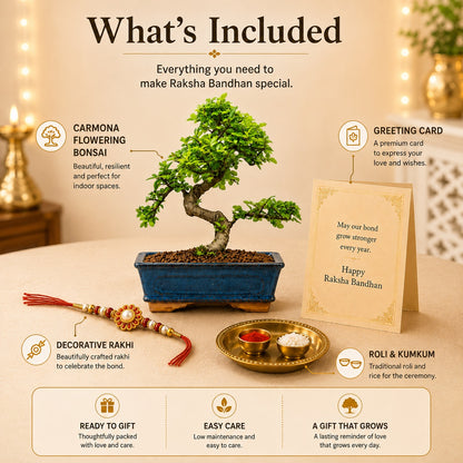 9 Year Elm Bonsai – Premium Rakhi Gift