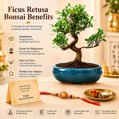 9 Year Ficus Bonsai – Premium Rakhi Gift