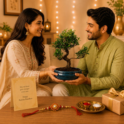 9 Year Ficus Bonsai – Premium Rakhi Gift