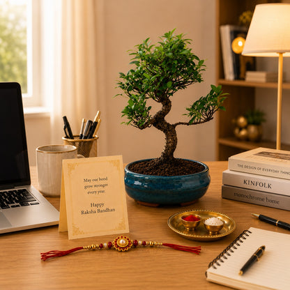 9 Year Ficus Bonsai – Premium Rakhi Gift