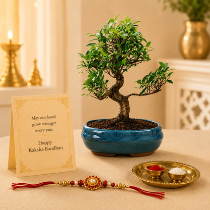9 Year Ficus Bonsai – Premium Rakhi Gift