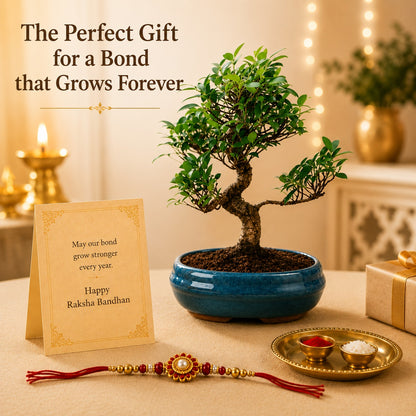 9 Year Ficus Bonsai – Premium Rakhi Gift
