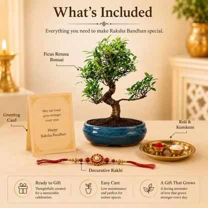 9 Year Ficus Bonsai – Premium Rakhi Gift