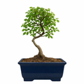 Chinese Elm Outdoor Bonsai Tree 4 Years 30cm