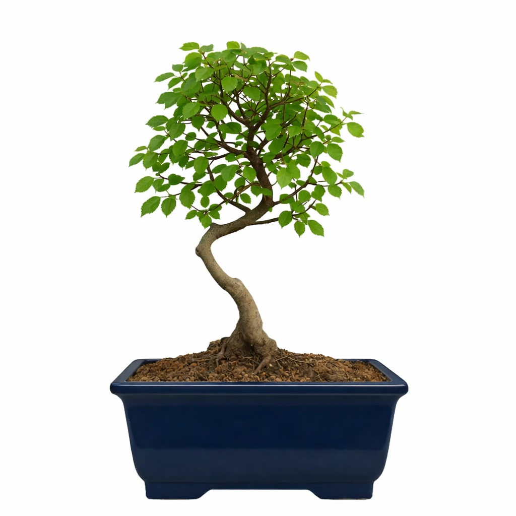 bonsai amla tree Robust Elm Bonsai Tree 6 Years Old 30 cm in Ceramic Pot