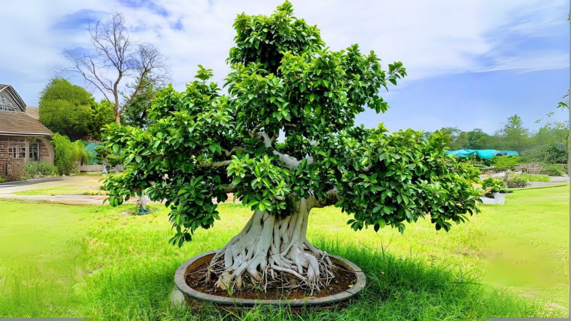 Load video: Farm View of Abana Homes Bonsai Plants Nursery, India