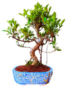 12-Year-Old Ficus Bonsai Tree Auspicious Gift