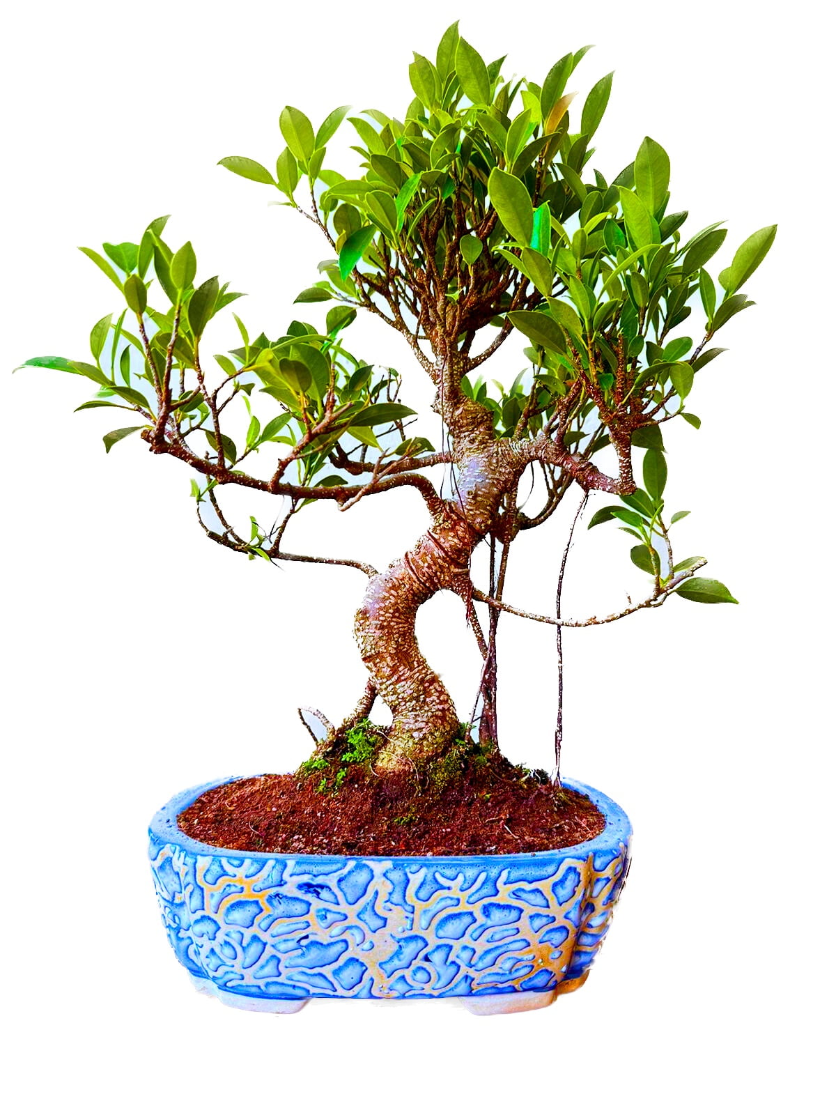 Ficus Bonsai Plant 12 Yrs – Aerial Roots in Blue Bonsai Pot