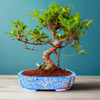 Aerial-Root-Ficus-Bonsai-Plant by Abana Homes