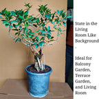 Aerial Root Ficus Bonsai Tree 12 Years 50 cm Canopy Style