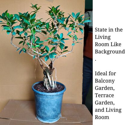 Aerial Root Ficus Bonsai Tree 12 Years 50 cm Canopy Style