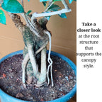 Aerial Root Ficus Bonsai Tree 12 Years 50 cm Canopy Style