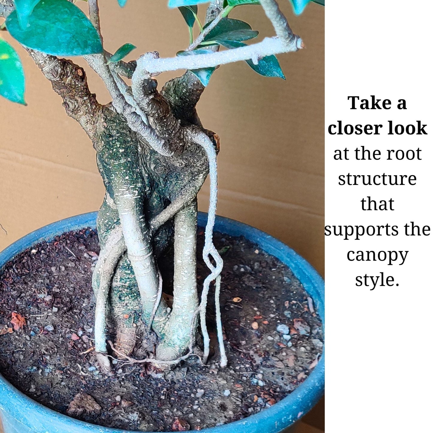 Aerial Root Ficus Bonsai Tree 12 Years 50 cm Canopy Style