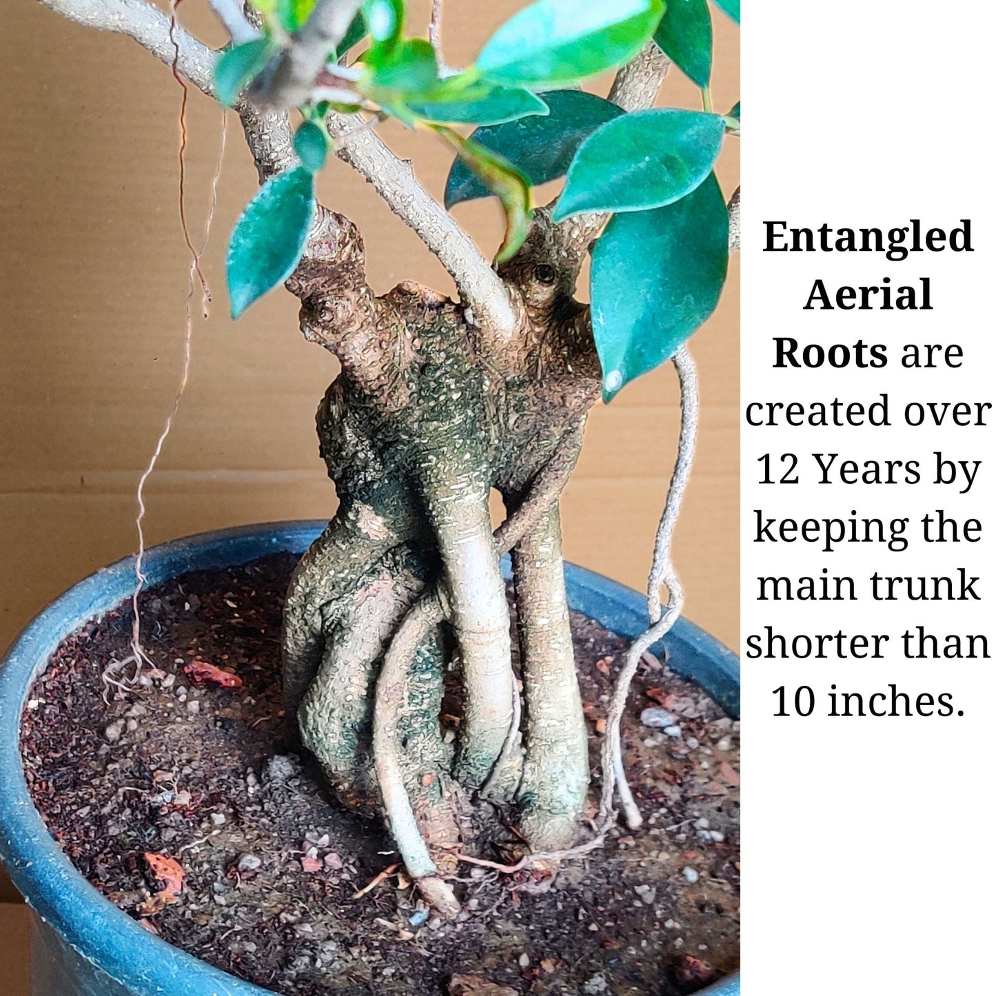 Aerial Root Ficus Bonsai Tree 12 Years 50 cm Canopy Style