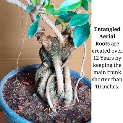 Aerial Root Ficus Bonsai Tree 12 Years 50 cm Canopy Style