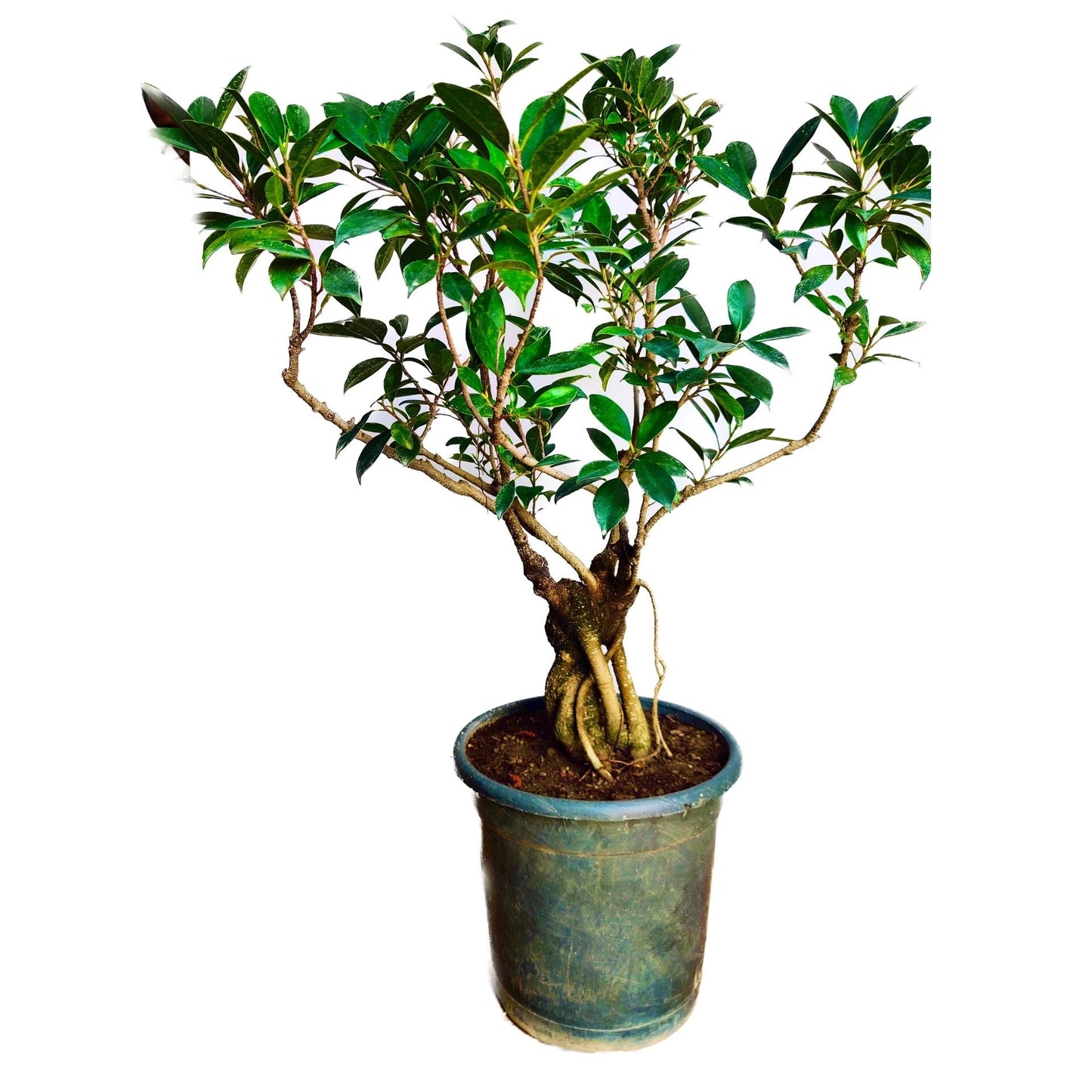 Aerial Root Ficus Bonsai Tree 12 Years 50 cm Canopy Style