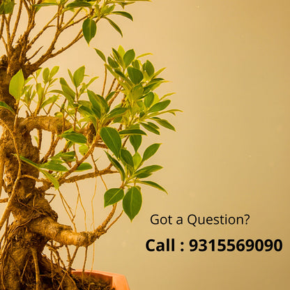 Auspicious Ficus Bonsai Tree Aerial Roots 50CM