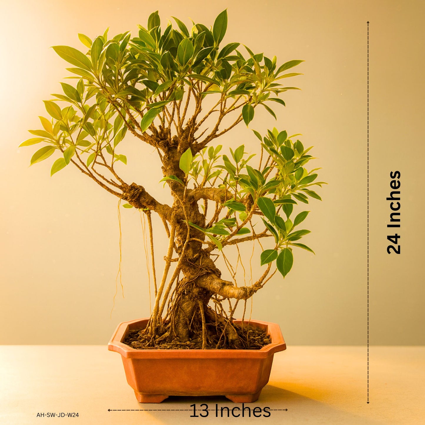 Auspicious Ficus Bonsai Tree Aerial Roots 50CM