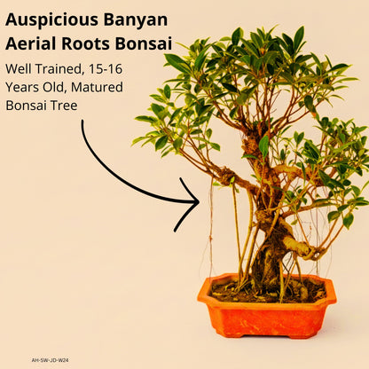 Auspicious Ficus Bonsai Tree Aerial Roots 50CM