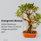 Auspicious Ficus Bonsai Tree Aerial Roots 50CM