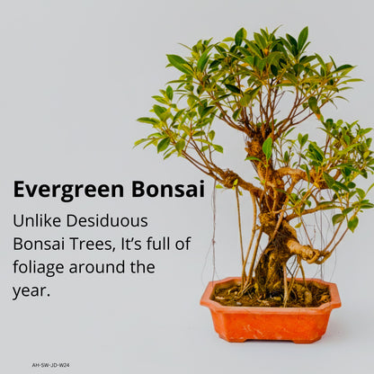 Auspicious Ficus Bonsai Tree Aerial Roots 50CM