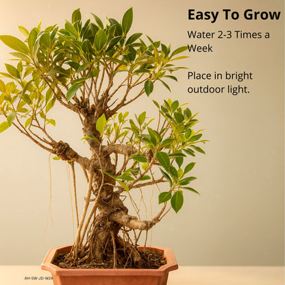 Auspicious Ficus Bonsai Tree Aerial Roots 50CM