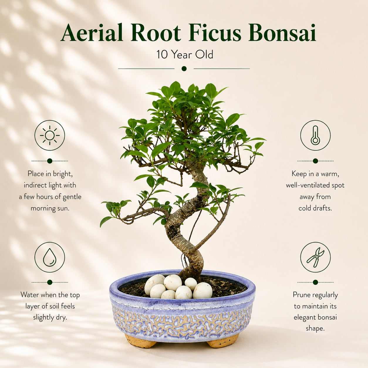 Aerial Root Ficus Bonsai Tree 10 Years 35 cm