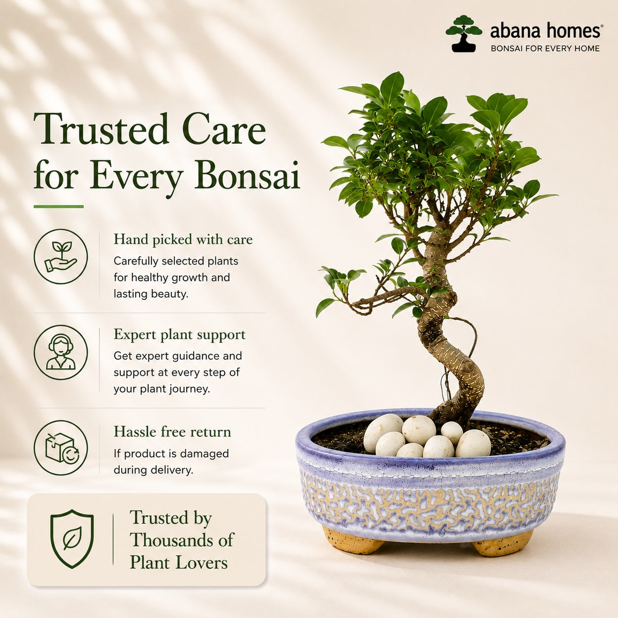 Aerial Root Ficus Bonsai Tree 10 Years 35 cm