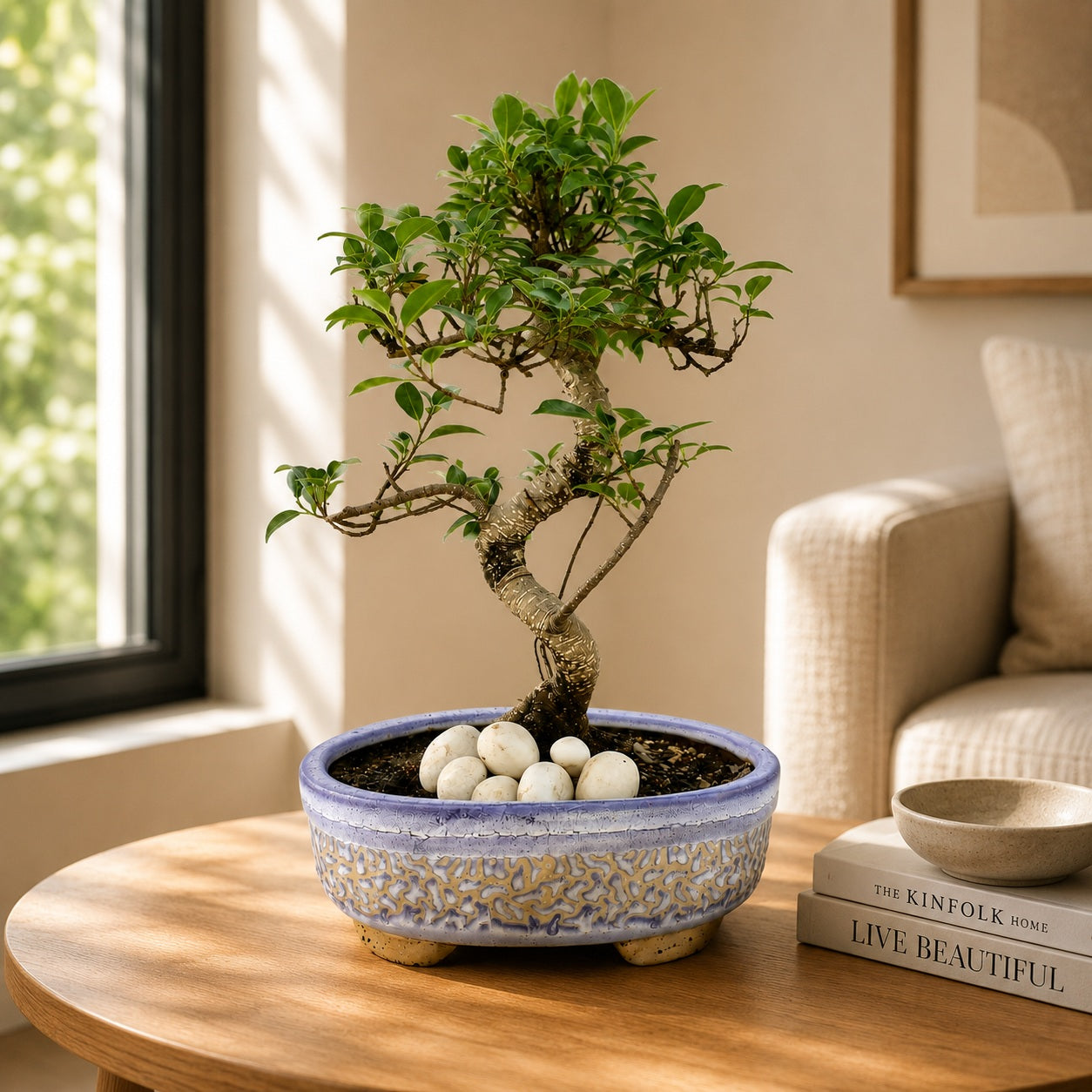 Aerial Root Ficus Bonsai Tree 10 Years 35 cm