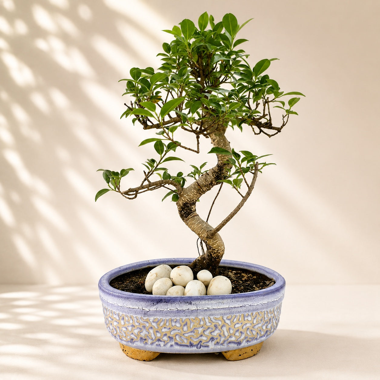 Aerial Root Ficus Bonsai Tree 10 Years 35 cm