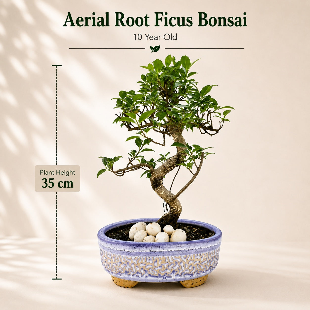 Aerial Root Ficus Bonsai Tree 10 Years 35 cm